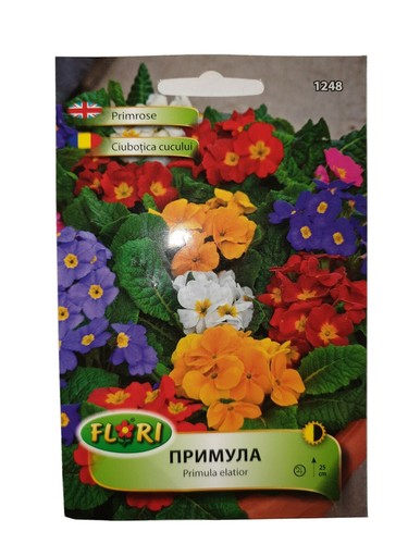 Primrose orange purple red - primrose,