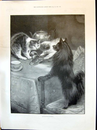 Old 1898 beautiful - cat, kittens