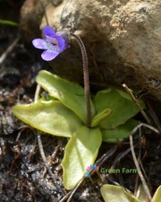 100 Seeds Pinguicula Vulgaris