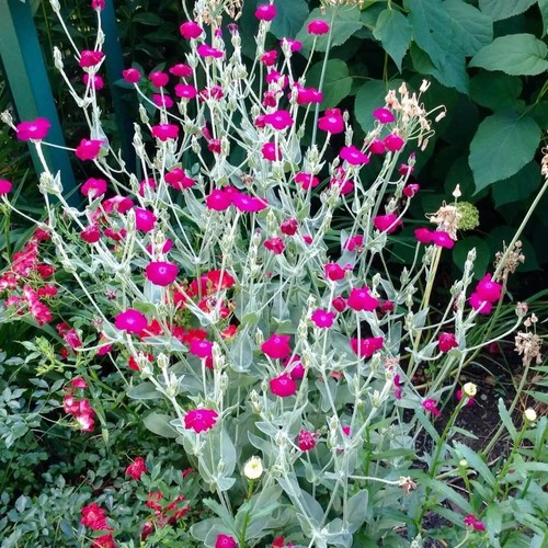 Lychnis coronaria rose - coronaria.,