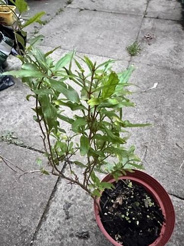 Large hardy pomegranate - pomegranate, rare