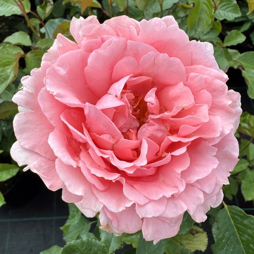 Bush rose ask maureen - bush,