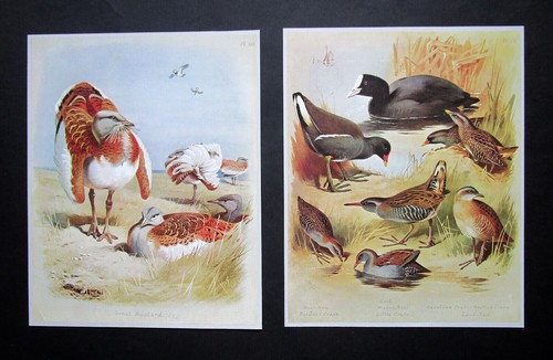 Archibald thorburn two 8 x - archibald,