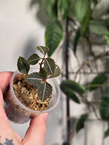 Labisia riau terrarium plant - riau,