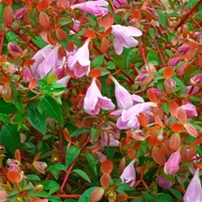 Abelia Pinky Bells - XXL 3Lt