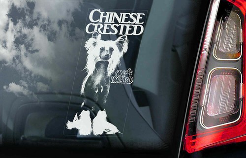 Chinese crested dog - chinese,