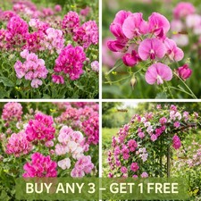 Everlasting Sweet Pea Mix - 20