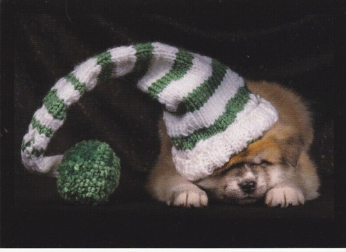 Akita puppy postcard - akita,