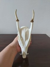 Muntjac Buck Deer Skull