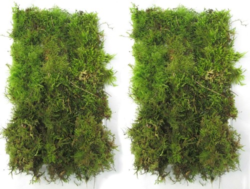 Live green moss 20x40cm 2x - live,