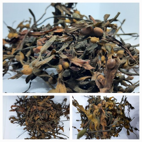Bladderwrack 500g herb dried - bladderwrack,