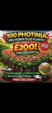 100 Photinia Red Robin Plug