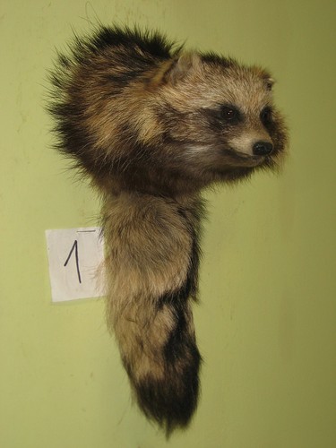 Raccoon dog shoulder - shoulder, mount