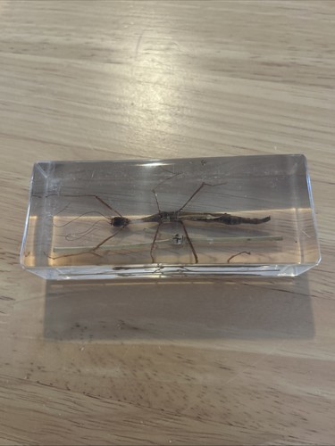 National geographic bugs - geographic, in