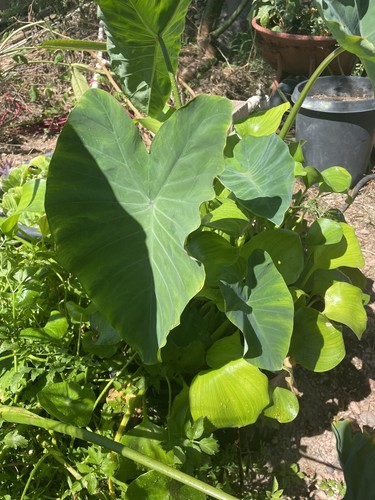 Bog pond plants aquatic - plants,
