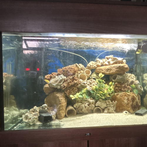 450l glass freshwater - 450l,