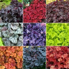 5 X Heuchera Plant Mix - High