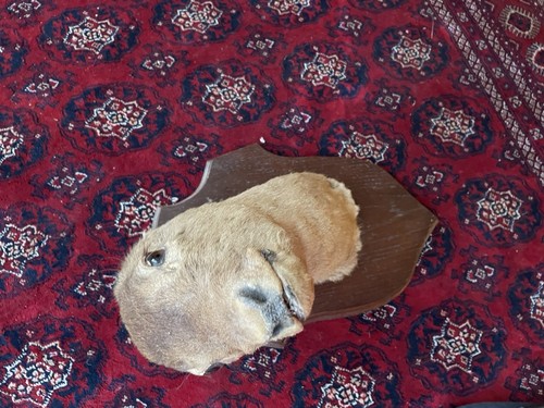 Vintage french taxidermy roe - french,