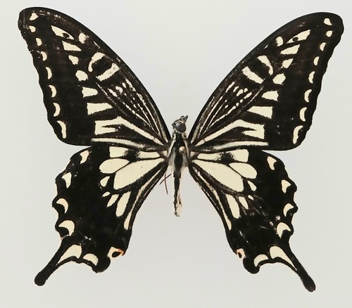 Papilio xuthius butterfly set - xuthius,