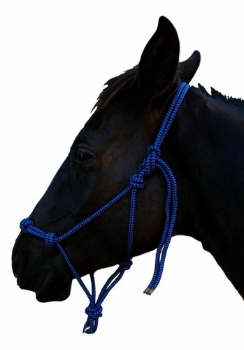 Horse rope halter - rope, head