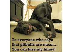 Funny Pitbull Terrier Dog Kiss