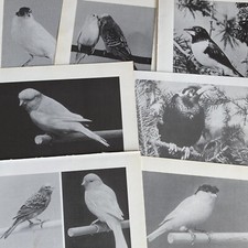 bundle of  26 vintage book page black & white cage bird images, parrots, finches