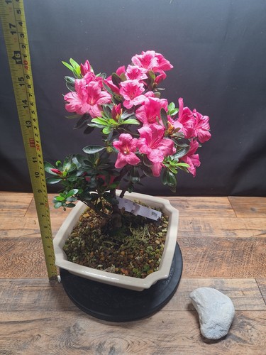 Real flowering azalea bonsai - flowering,