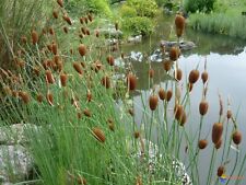 Pygmy Bulrush (Typha minima) dwarf/ miniature Reedmace (rooted cutting).