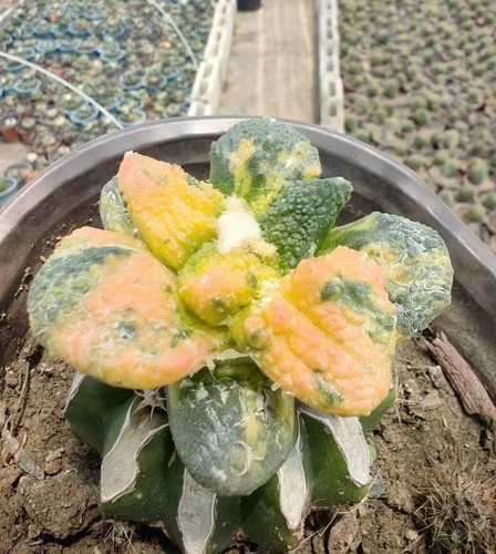 Live house plant ariocarpus - live,