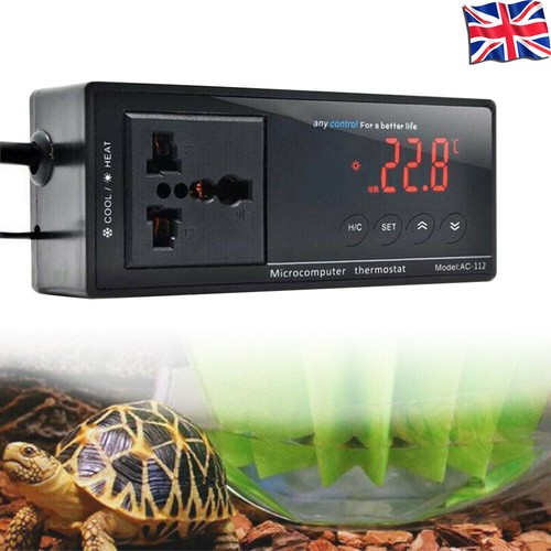 For lizard digital reptile - lizard,