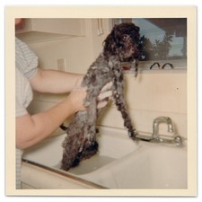 Photograph of Poodle Being