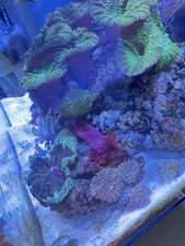 Red Sea Reefer 170 Tank And