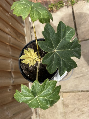 Tetrapanax papyrifera tropical - papyrifera,