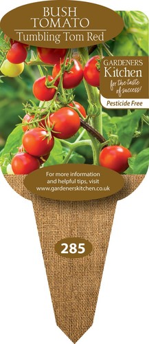 Tomato plants - tomato,