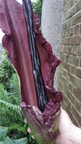 Seeds dracunculus vulgaris - ,