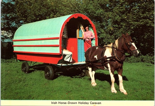 Vintage postcard irish horse - vintage,