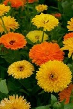 Calendula Pacific Beauty Mix