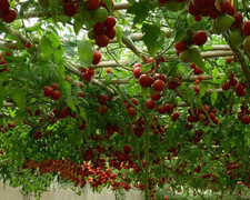 Glant Italian Tree Tomato. 10