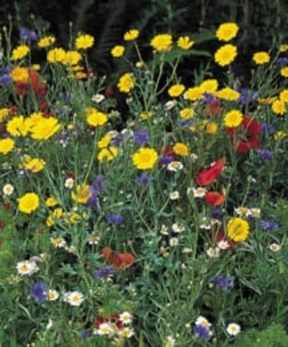 Wildflower plug plants 12 - plug,