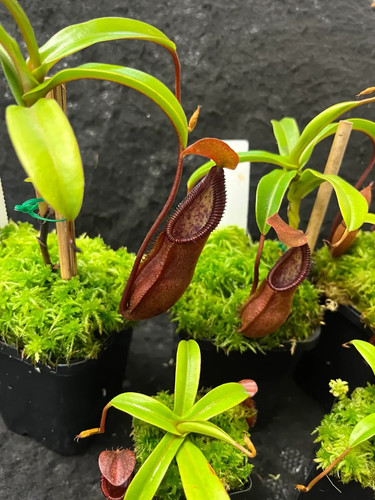 Nepenthes seed singalana x - nepenthes,