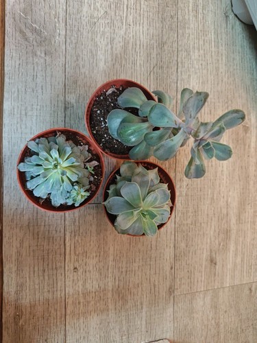 3pcs succulents mixed - 3pcs,