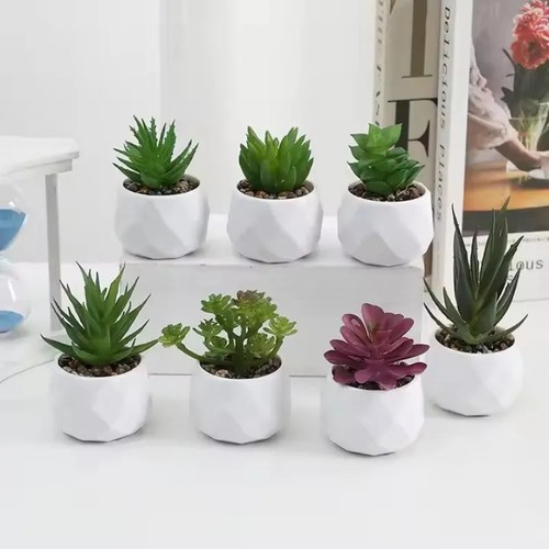 Mini cactus plants for home - mini,