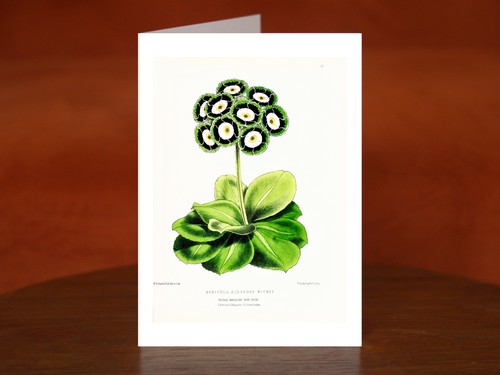 Primula auricula from the - primula,
