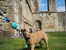 Bark & Play - 3pcs Dog Toy