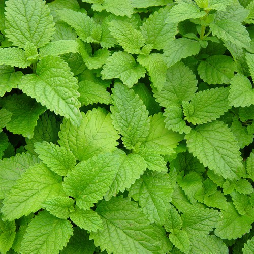 Mint lemon plant - 1,