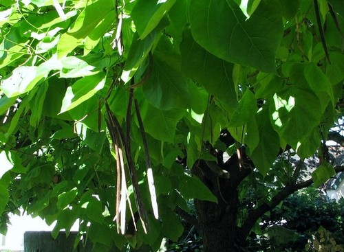 Photo 6x4 chinese catalpa - photo,