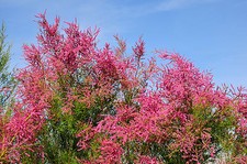 Tamarix tetrandra / Tamarisk /