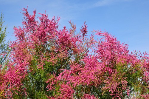 Tamarix tetrandra tamarisk - tamarix,