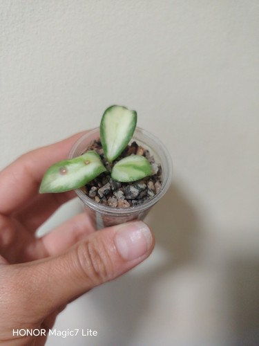 Rare hoya heuschkeliana - ,