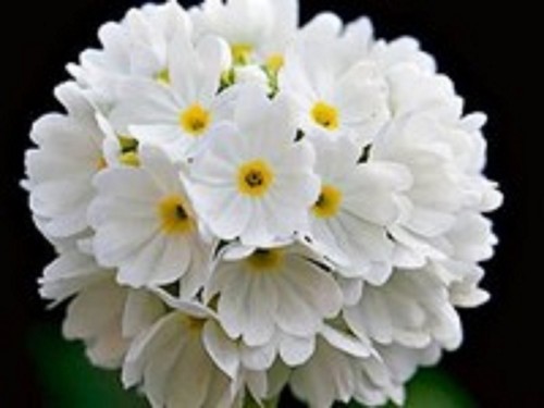 Primula denticulata white - primula,
